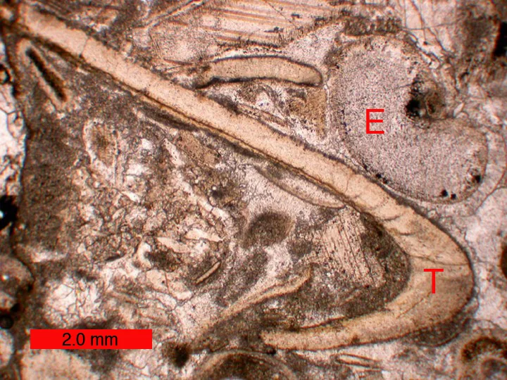 Výbrus ordovického vápence s bioklasty, kde je trilobit v řezu přímo označen písmenem T (E = ostnokožec), měřítko 2 mm. Nejnižší rozlišení ze sady (720x540), ale jediný kus s popis.