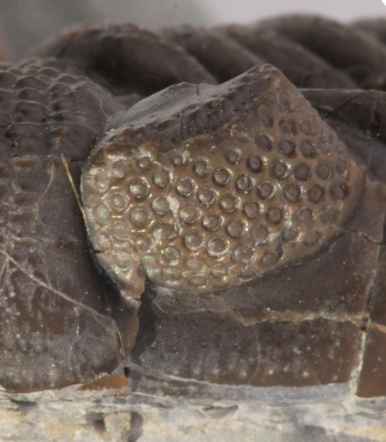 Makro schizochroálního oka druhu Phacops rana: velké oddělené čočky, každá s vlastní rohovkou. Devon, Sylvania v Ohiu.