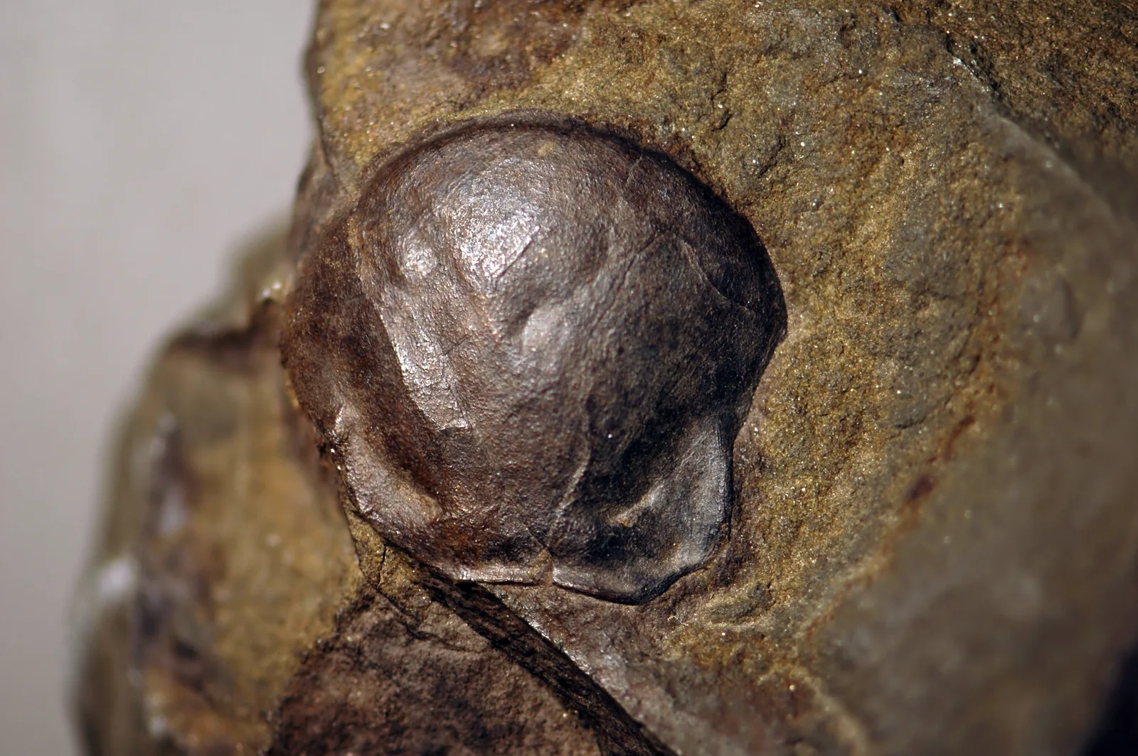 Samostatný hypostom (ústní destička) trilobita Paradoxides minor, 2,6 cm v nejširším místě, vypreparovaný v pískovcové hornině a vyplňující většinu snímku. Nejlepší volba pro český.