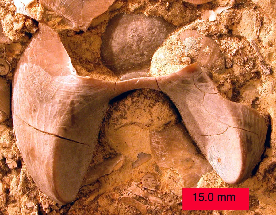 Samostatný hypostom trilobita Isotelus v hornině, s měřítkem 15 mm. Charakteristický tvar mašle či motýlka je zřetelný, kus vyplňuje snímek. Ordovik jižního Ohia. Volné dílo, tedy.