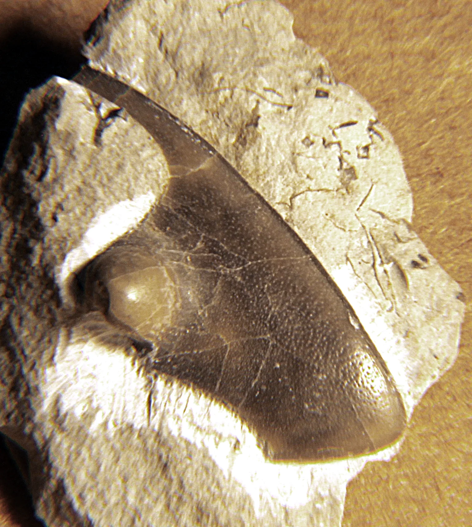 Izolovaná pravá volná líce trilobita Vogesia (Homotelus) bromidensis, 17 mm přes vnější lem. Druhý příklad oddělené volné líce, jiný tvar než u Hydrocephala. Bromide Formation, Okl.