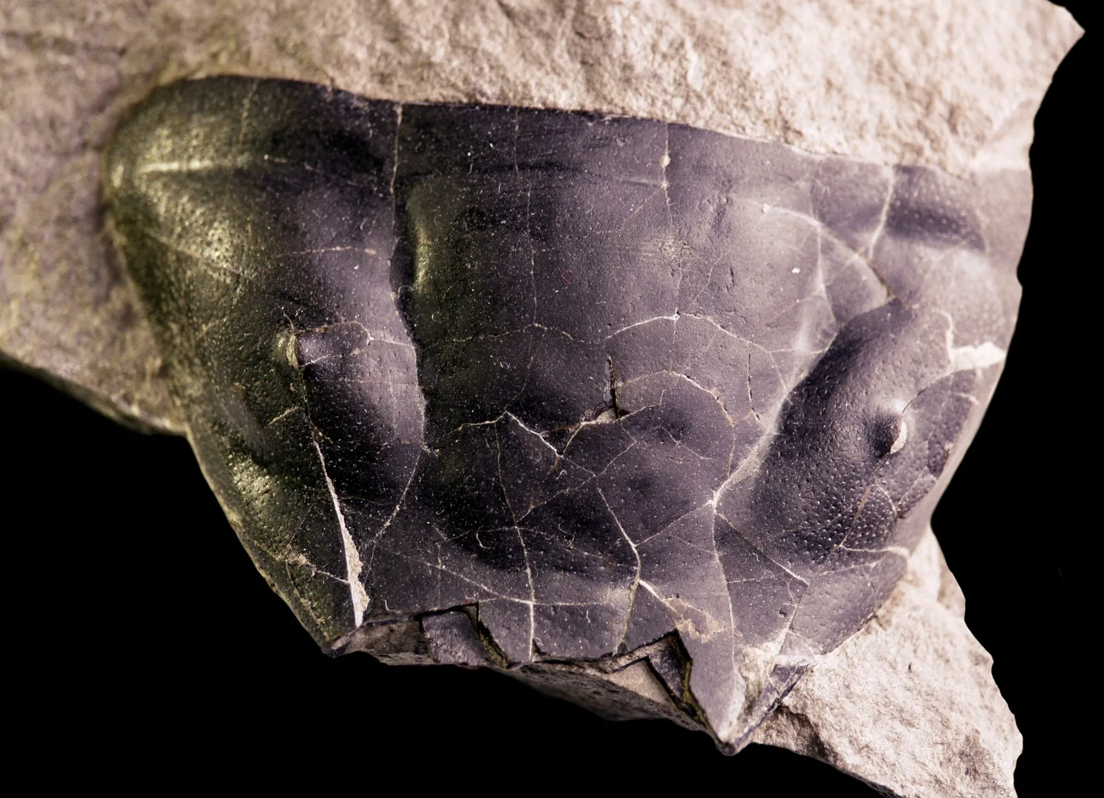 Izolovaný hlavový štít Trimerus delphinocephalus (silur, Rochester Shale, Ontario). Povrch je hustě pokrytý drobnými jamkami/póry autor v popisu píše, že jde o ústí kanálků, v ni.