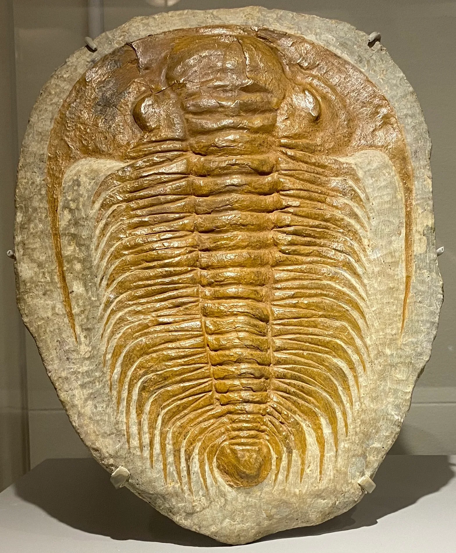 MIKROPYGNÍ kus. Velký exemplář Paradoxides gracilis v matrix (AMNH): mohutná hlava, ~19 hrudních článků s trny a maličký ocasní štít dole. Prohlédnuto.