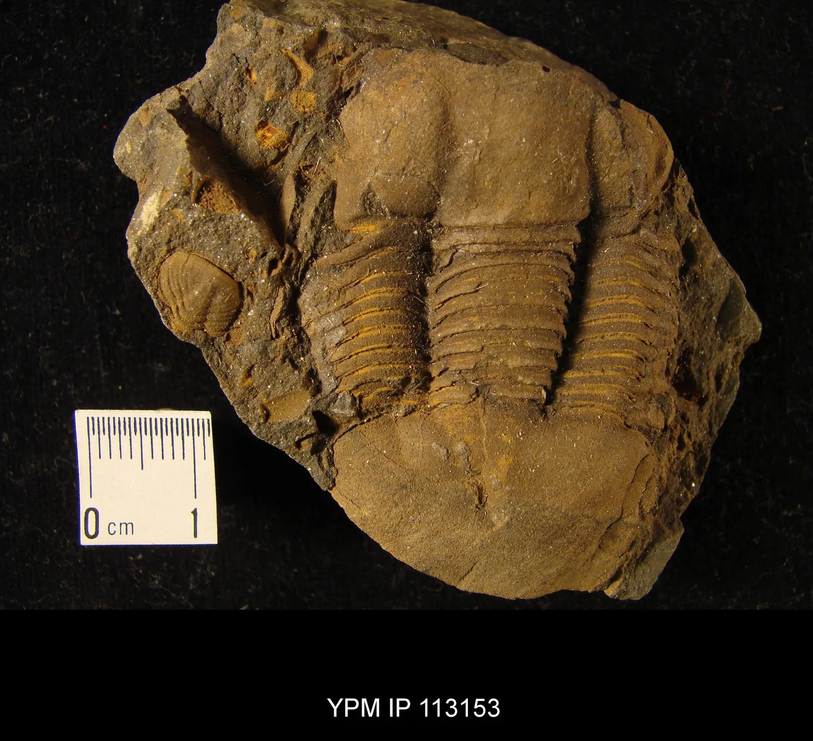 IZOPYGNÍ kus. Illaenus salteri, YPM IP 113153, lokalita [Záhořany] asi 2 km západně od Berouna. Hladká hlava nahoře, hruď uprostřed a stejně velký hladký ocasní štít dole, s centim.