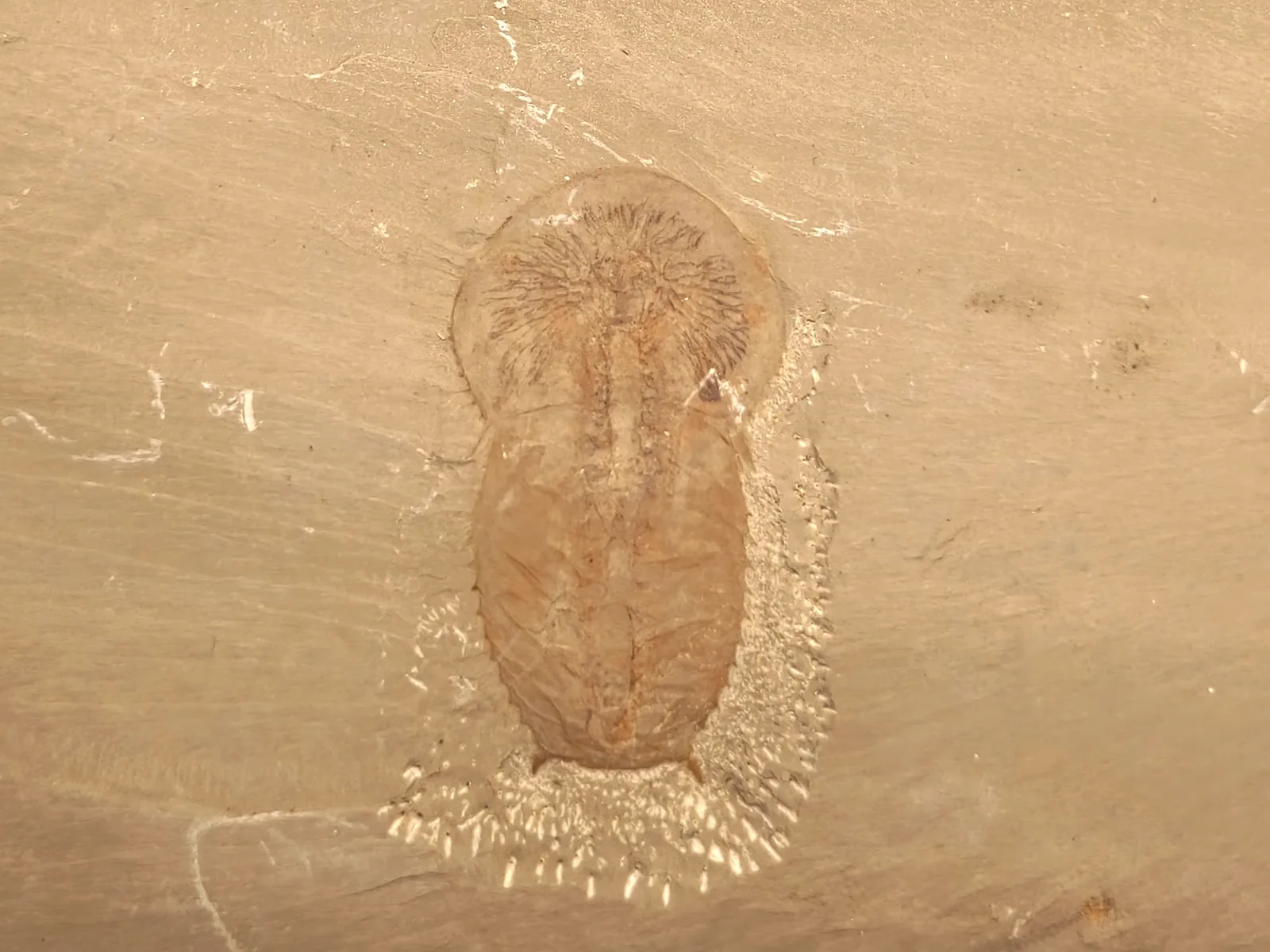 Nezvápenatělý příbuzný trilobitů Naraoia spinosa z čengťiangské fauny: tělo ze dvou štítů a po obvodu zachované končetiny.