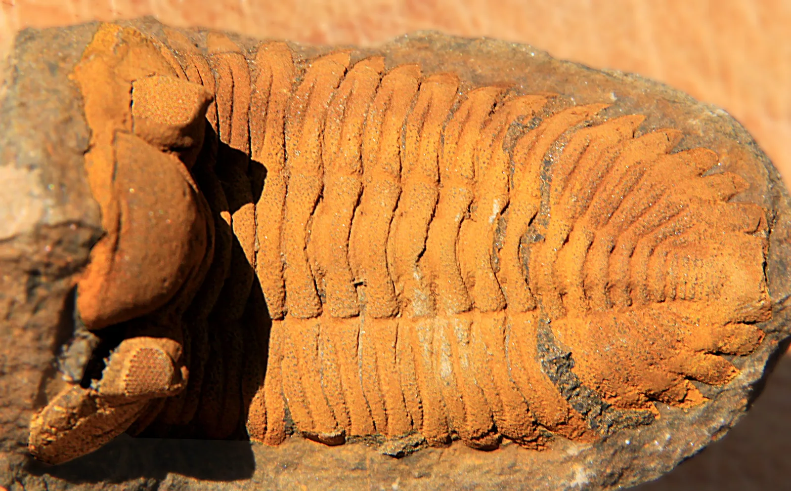 Eldredgeia venusta (60 mm, střední devon, Bolívie) makrodetail hrudi a ocasního štítu: osní prstence, pleury, pleurální brázdy a přesahy mezi sousedními člán.