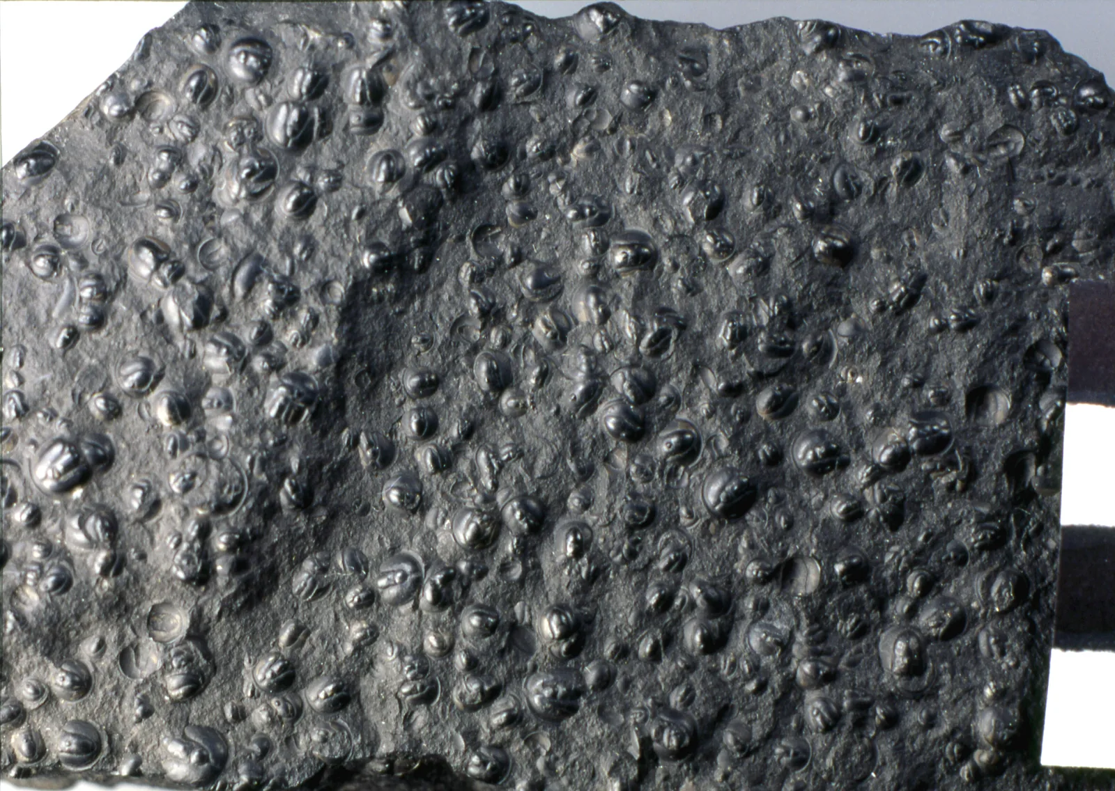 Trilobitový packstone nabitý schránkami Agnostus pisiformis, Alum Shale, Andrarum, Skåne, Švédsko (YPM 36654). Centimetrové měřítko, velmi vysoké rozlišení.