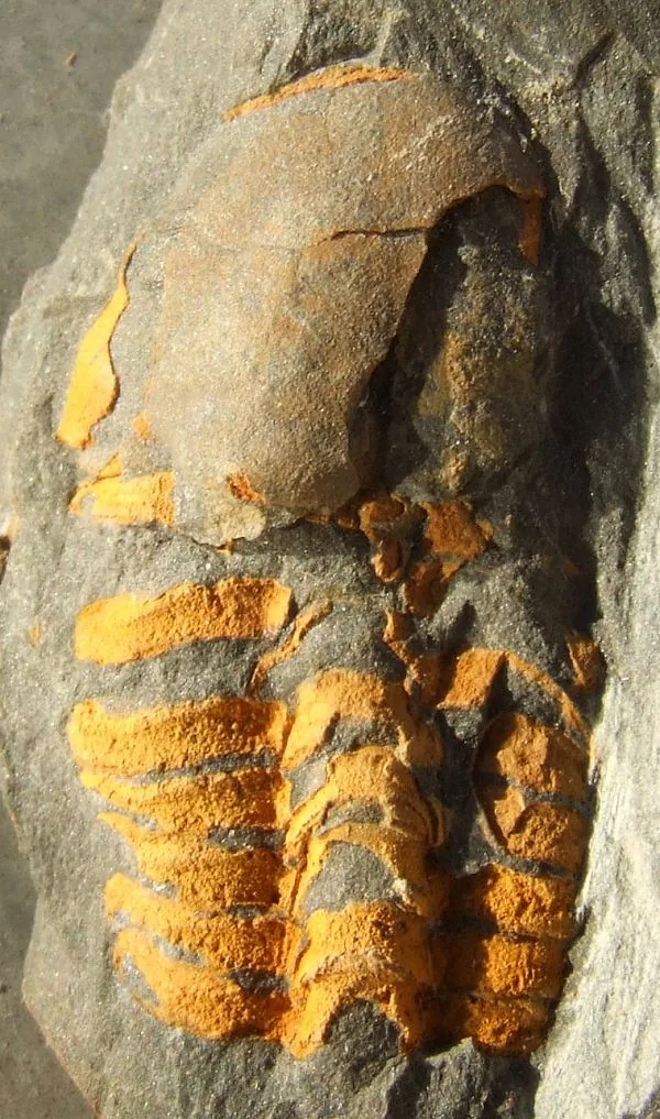 Detail Agraulos ceticephalus z Jinec (Česko) rezavě oranžově zachovaná hlava a hrudní články vyplňují celý záběr. Česká lokalita, výborný makrodetail.