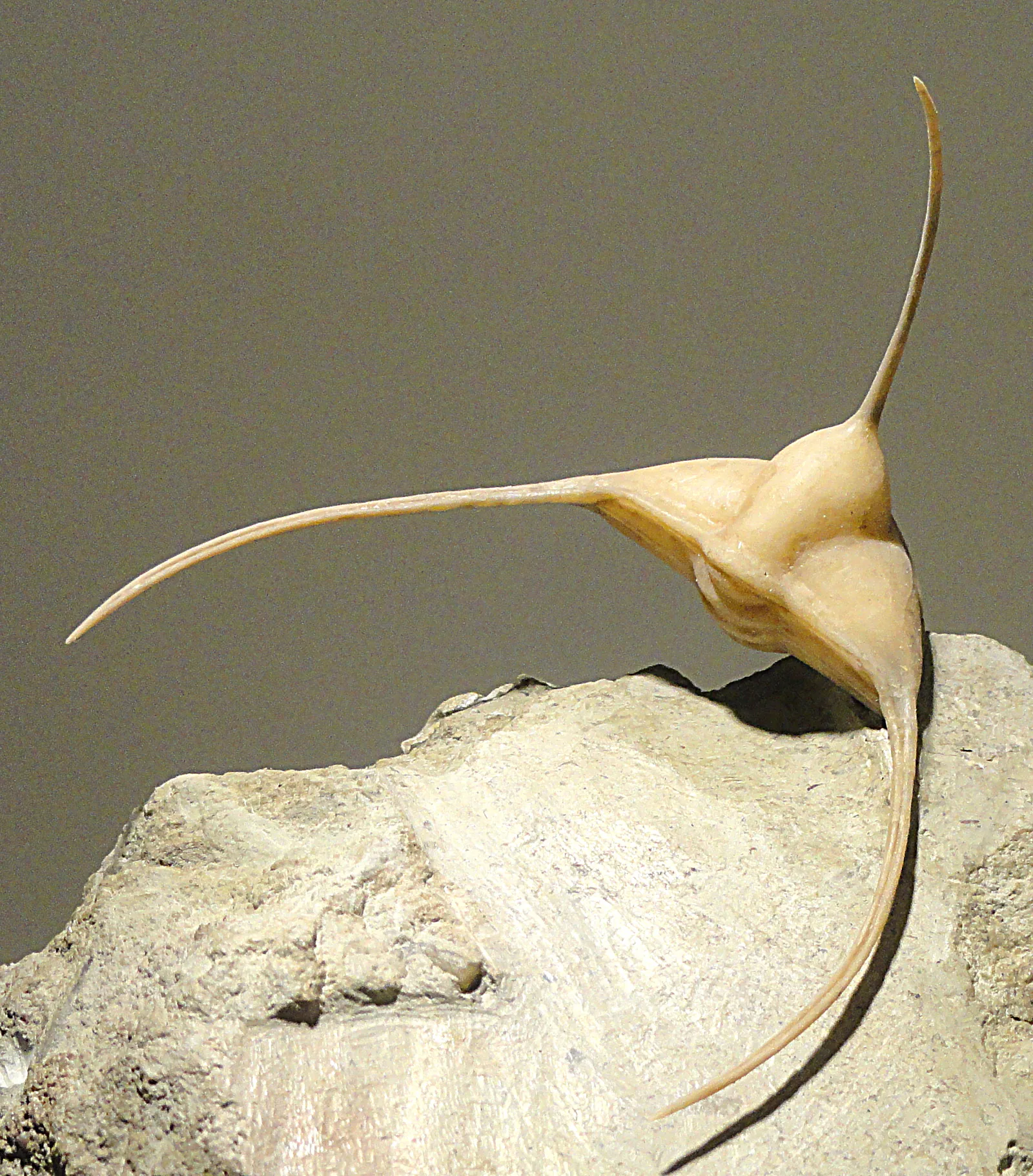 Ampyx nasutus z lynnské formace u Petrohradu, vystavený v Houston Museum of Natural Science celá schránka s dlouhým glabelárním trnem.