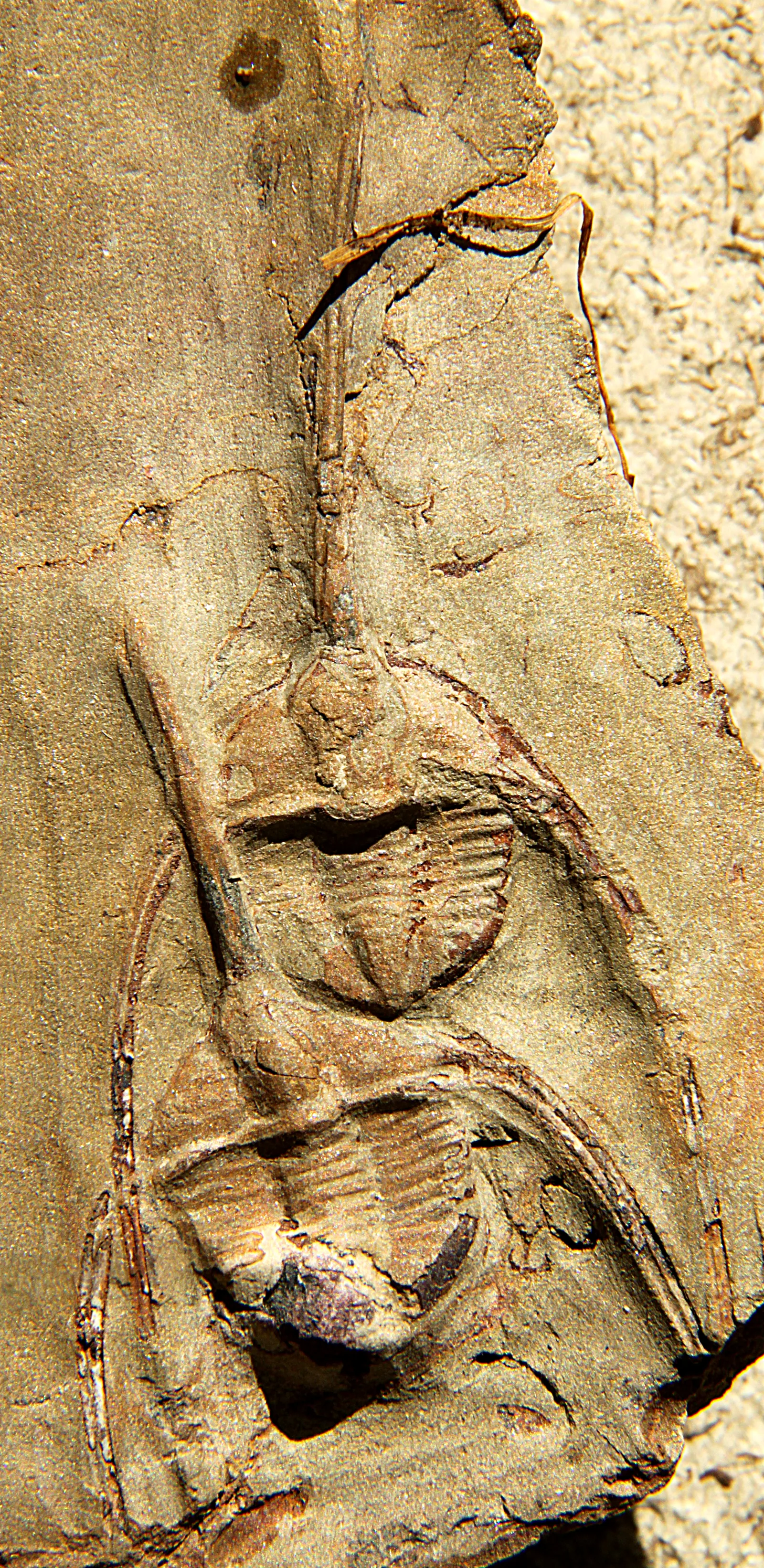 Dva jedinci Ampyx priscus, 18 mm podél osy, Zagora, Maroko, ordovik svislý formát, dobře patrné trny.