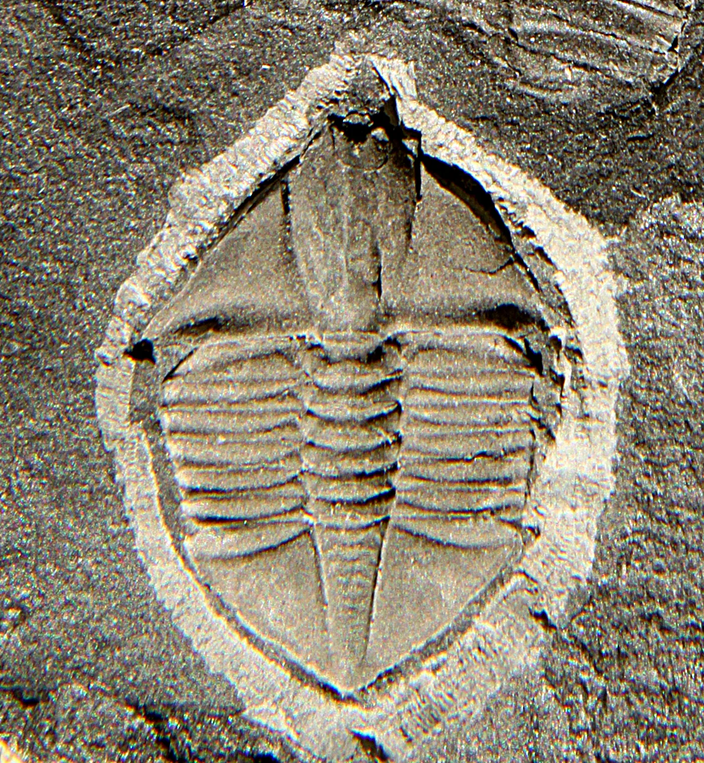 Ampyx linleyensis, 23 mm podél osy, Minsterley, Shropshire, Velká Británie, ordovik pohled shora, chybí glabelární a genální trny.