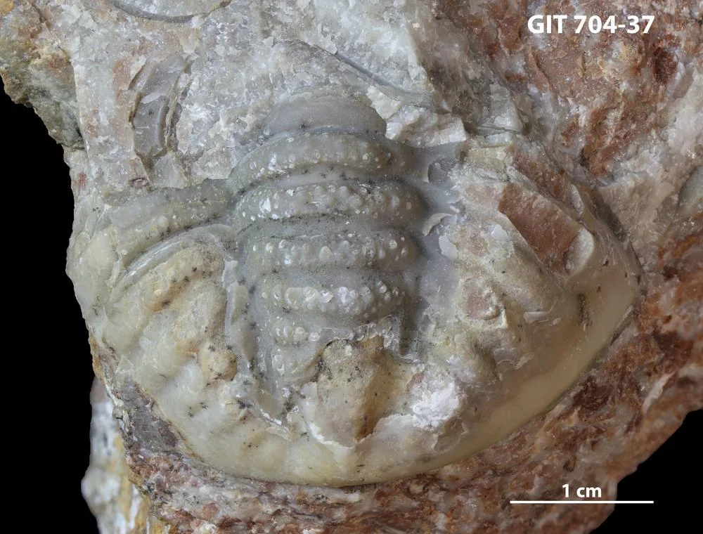 Zadní část hrudi a pygidium Ananaspis s výraznými tuberkuly na osních prstencích, Čertovy schody.