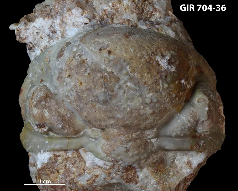 Detail hlavového štítu Ananaspis z lomu Čertovy schody (Česko) vypouklá glabela s hrubými tuberkuly, měřítko 1 cm, černé pozadí.