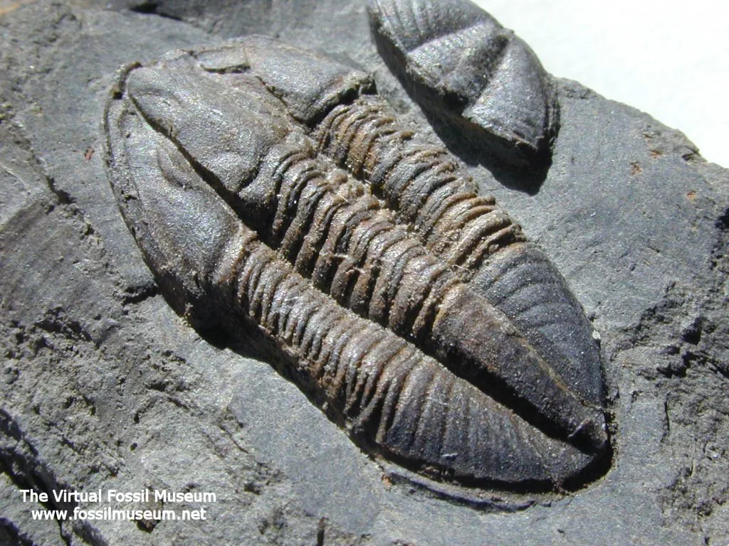 Dvě schránky karbonského trilobita rodu Archegonus v tmavé hornině