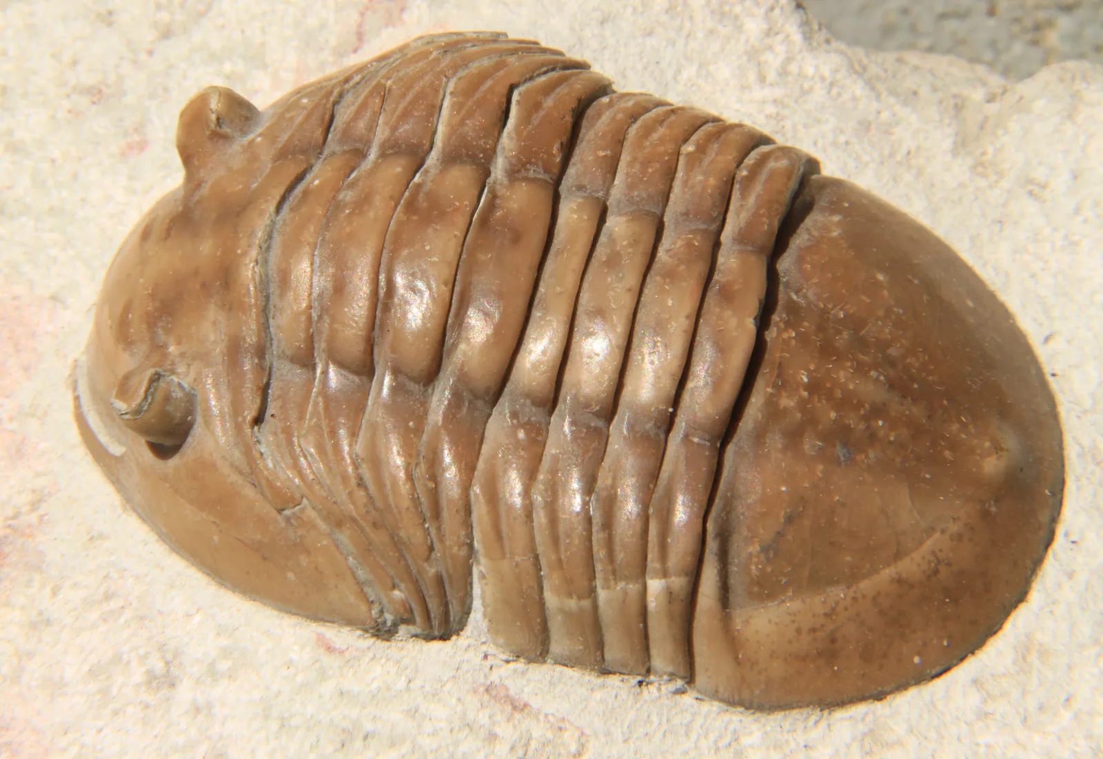 Asaphus latus, 58 mm, šikmý bočně-hřbetní pohled na celou schránku, lom Vilpovicy, spodní ordovik.