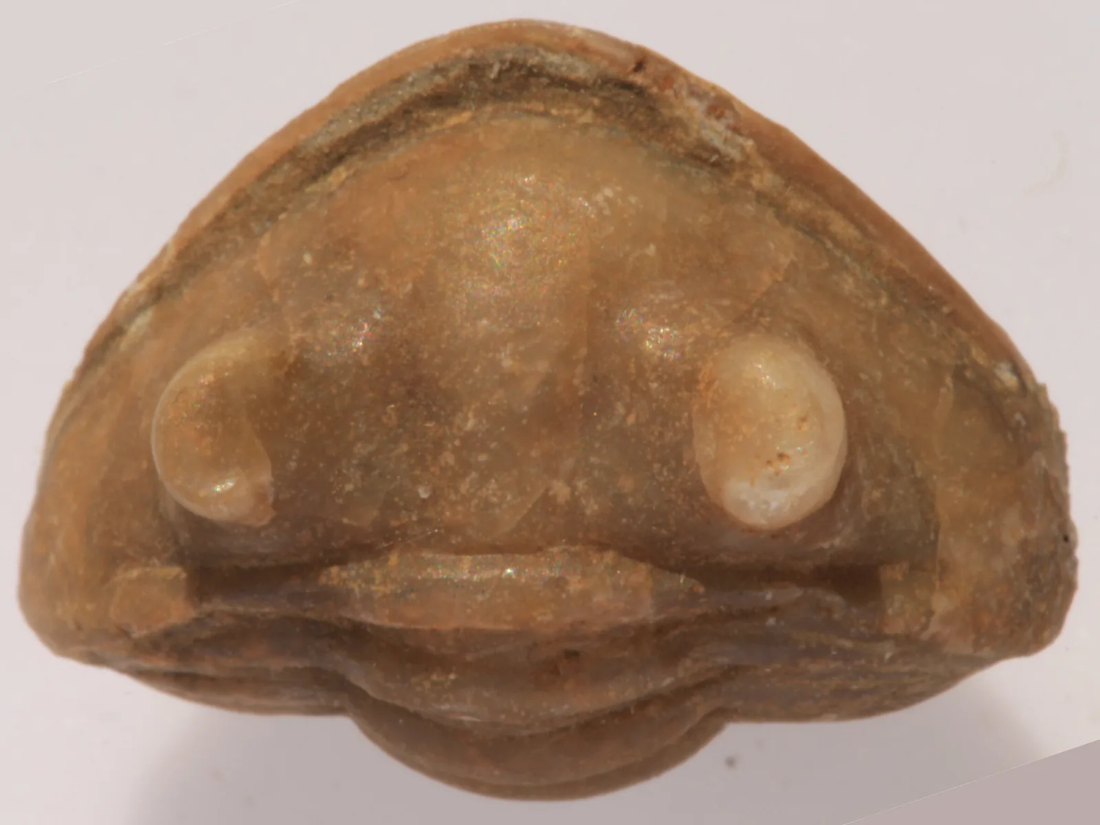 Asaphus plautini stočený do obranné polohy hřbetní pohled na hlavový štít a přední hruď, lom Vilpovicy, střední ordovik. Doplňuje sadu o stočeného jedince.