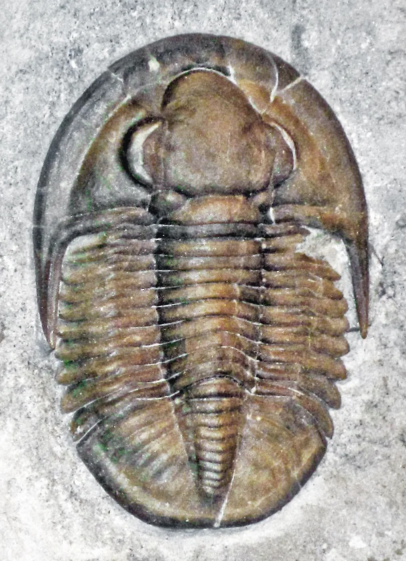 Oříznutá verze předchozího snímku trilobit vyplňuje téměř celý svislý formát, nejlepší poměr fosilie k ploše.