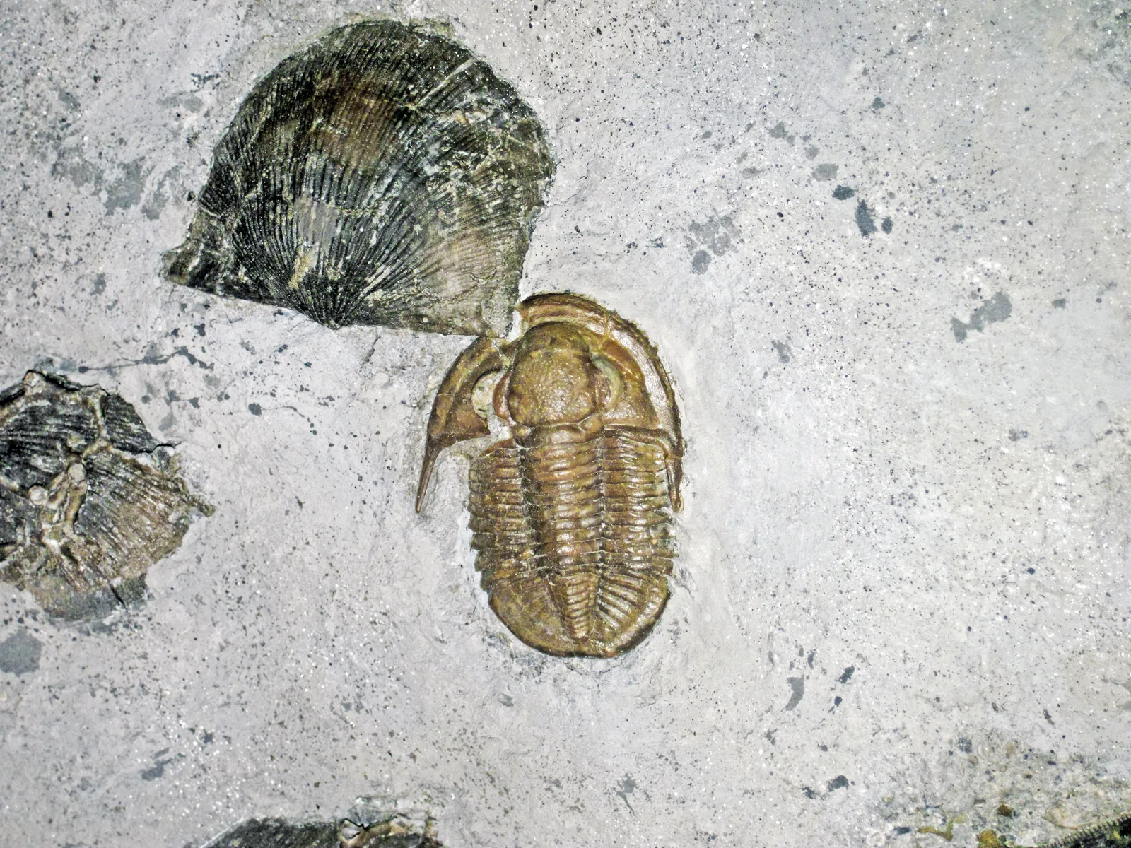 Basidechenella lucasensis spolu s ramenonožci na téže desce ukazuje trilobita v kontextu společenstva, nejvyšší rozlišení ze série.