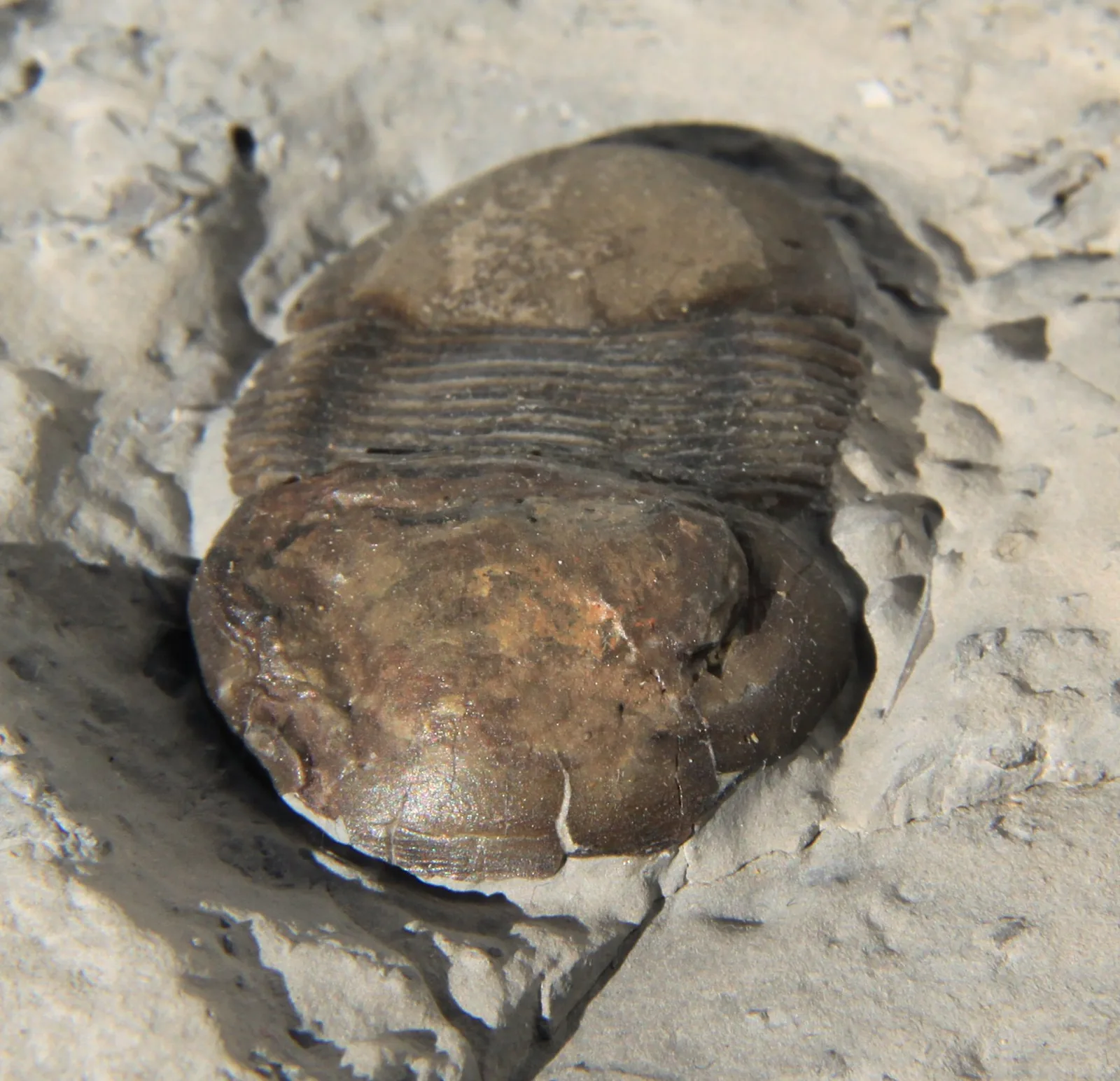Bumastus ioxus (30 mm) z Rochester Shale, New York, spodní silur šikmý čelní pohled, vyniká klenutá hlava a hladká glabela.