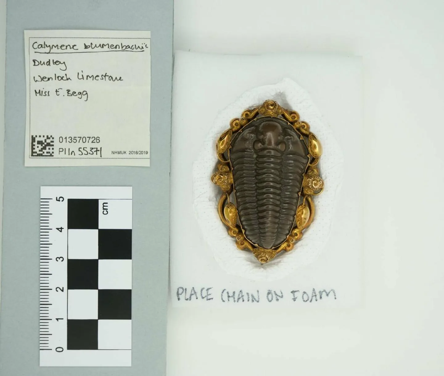 Calymene blumenbachii z anglického Dudley zasazená do zlaceného šperku, jak ji uchovává londýnské muzeum.