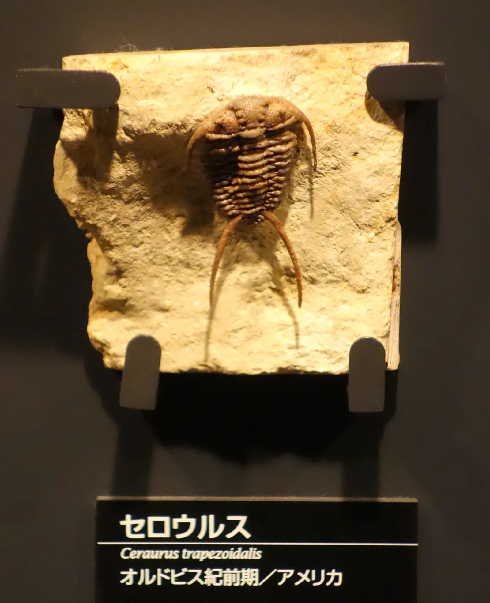 Ceraurus ruidus na desce v expozici tokijského přírodovědného muzea; dobře patrné dlouhé pygidiální trny.