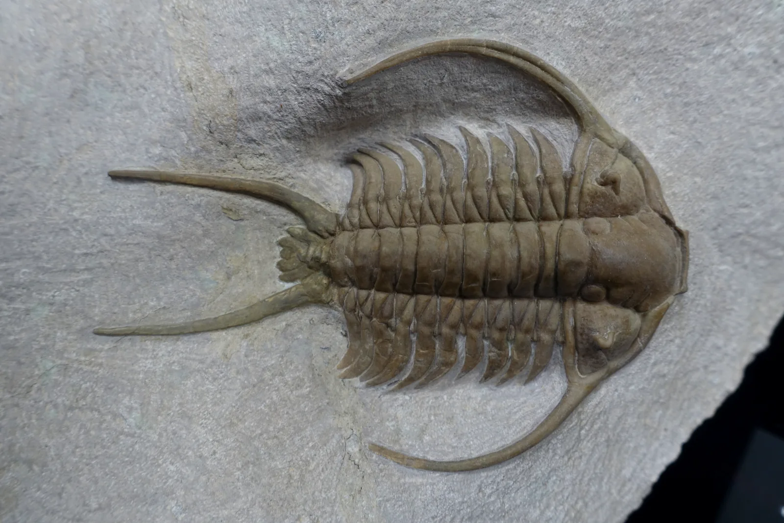 Cheirurus ingricus z řeky Volchov (Rusko) shora, velmi vysoké rozlišení, čisté světlé pozadí.