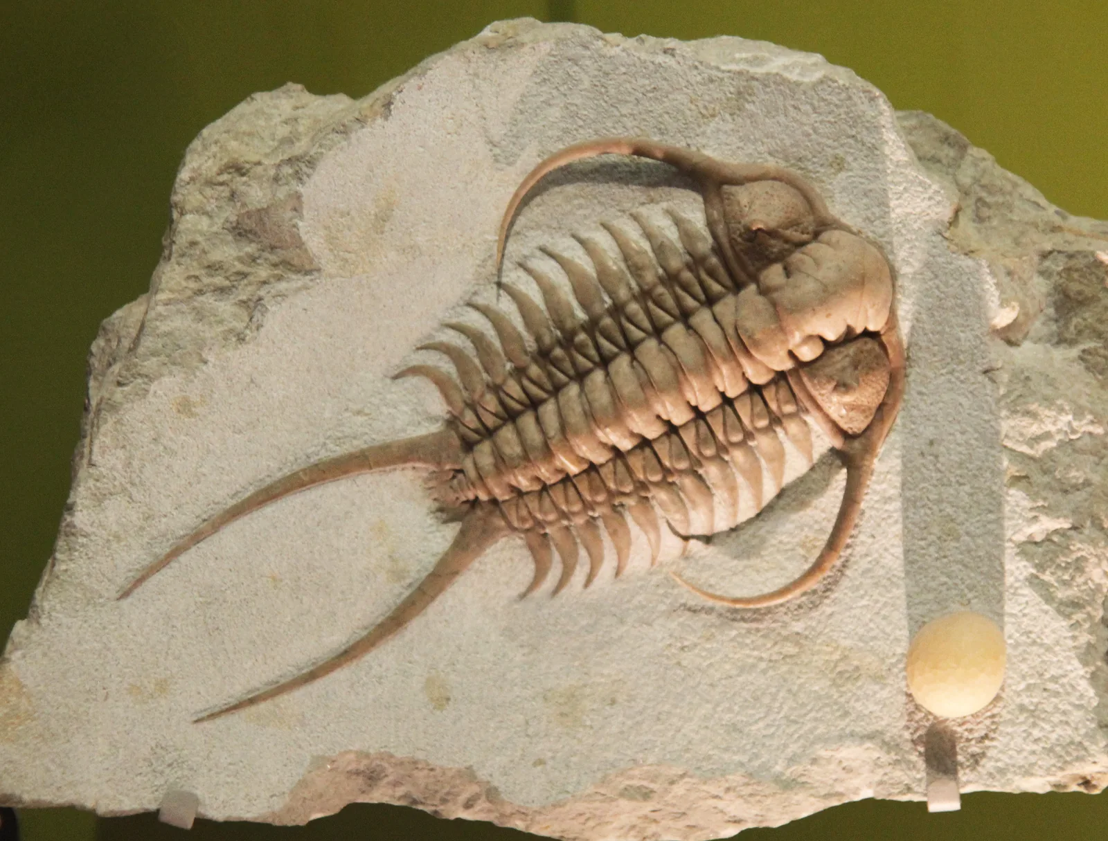 Cheirurus ingricus v Sant Hall of Oceans; nasvícení zvýrazňuje reliéf trupu a dlouhé lícní trny.