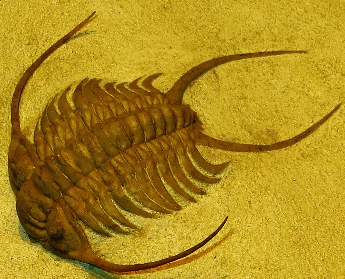 Blízký detail jedince značeného Cheirurus exsul (Museo di Storia Naturale, Milán) na žlutém podkladu fosilie vyplňuje téměř celý záběr. Novější literatura druh řadí k rodu Parace.