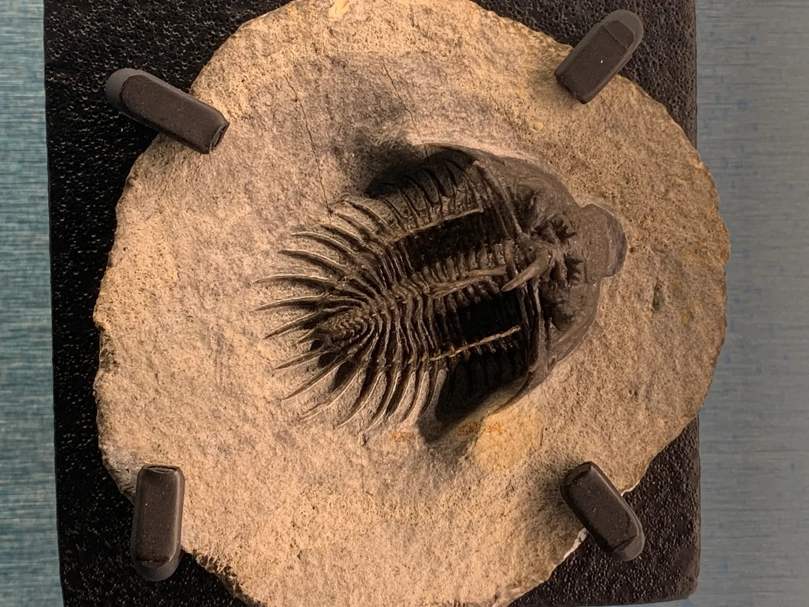 Comura sp. (originál, nikoli odlitek TMP 1993.022.0004), spodní devon, Hamar Laghdad, Alnif, Maroko; Royal Tyrrell Museum.