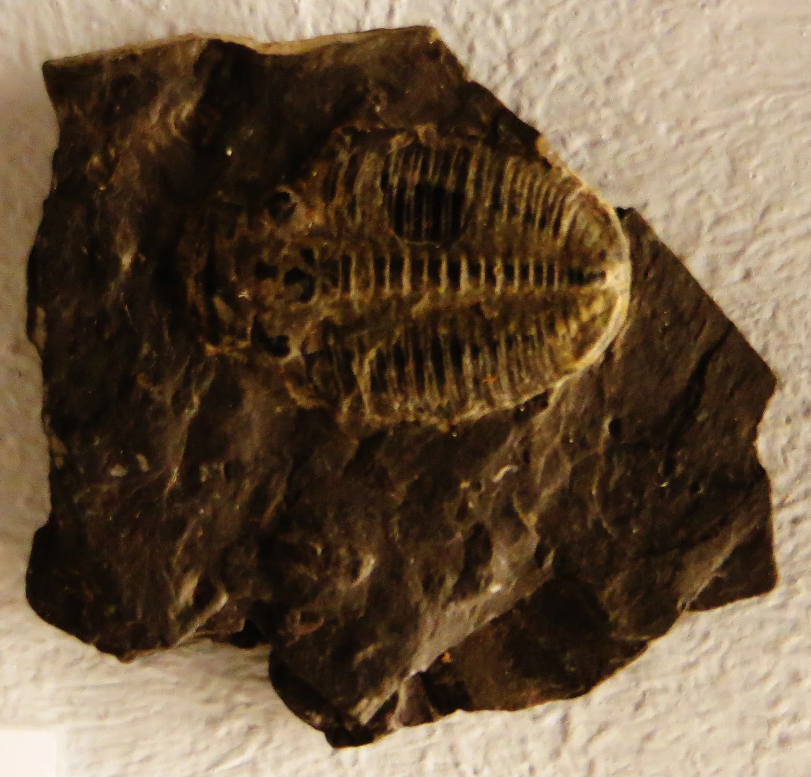 Conocoryphe kingi na tmavé desce, Paleontologické muzeum v Tübingenu jiný druh rodu, kontrastní světlá schránka.