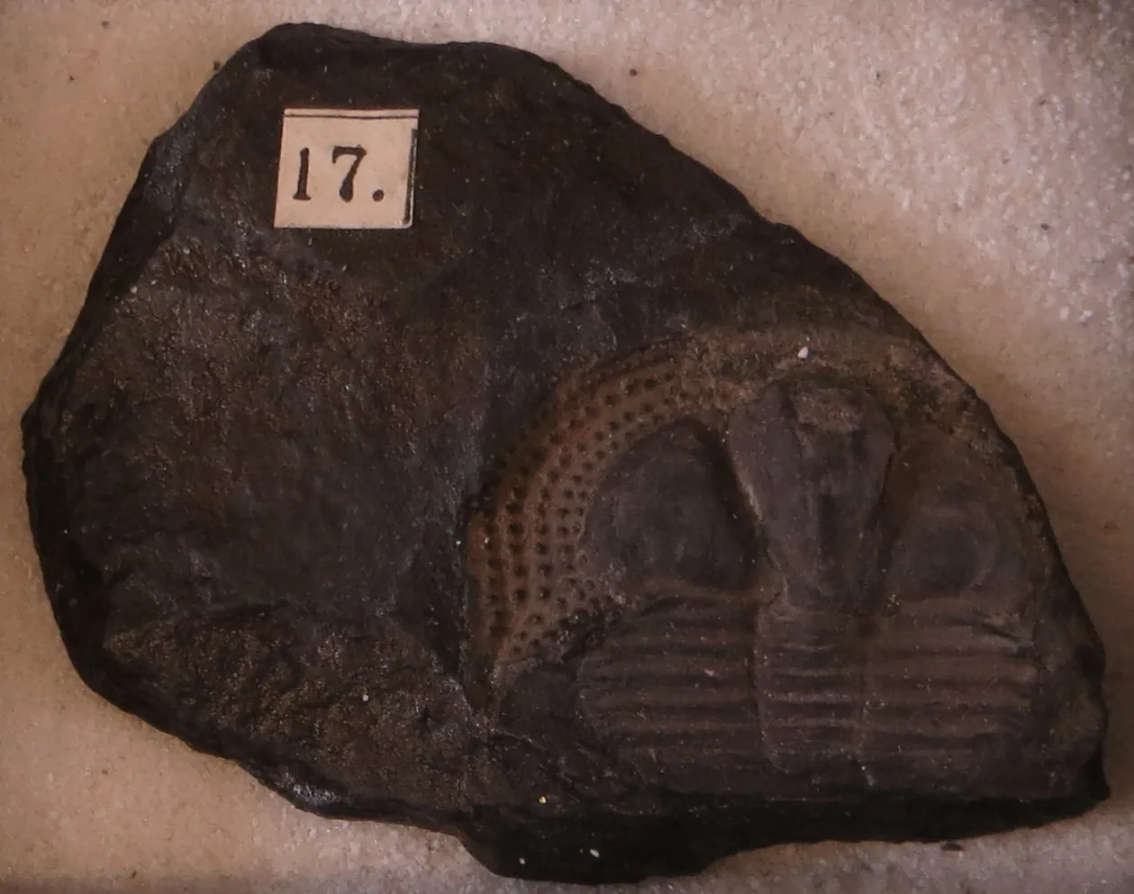 Tmavý jedinec na desce se štítkem „17“, dobře patrné jamky v lemu hlavy a žebrovaný trup. Goldfußovo muzeum, Bonn.