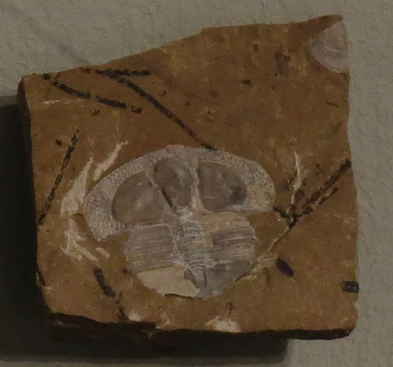 Světlý jedinec na béžové desce, pohled shora. Muzeum přírodní historie Karlsruhe. Menší rozlišení než předchozí dva.