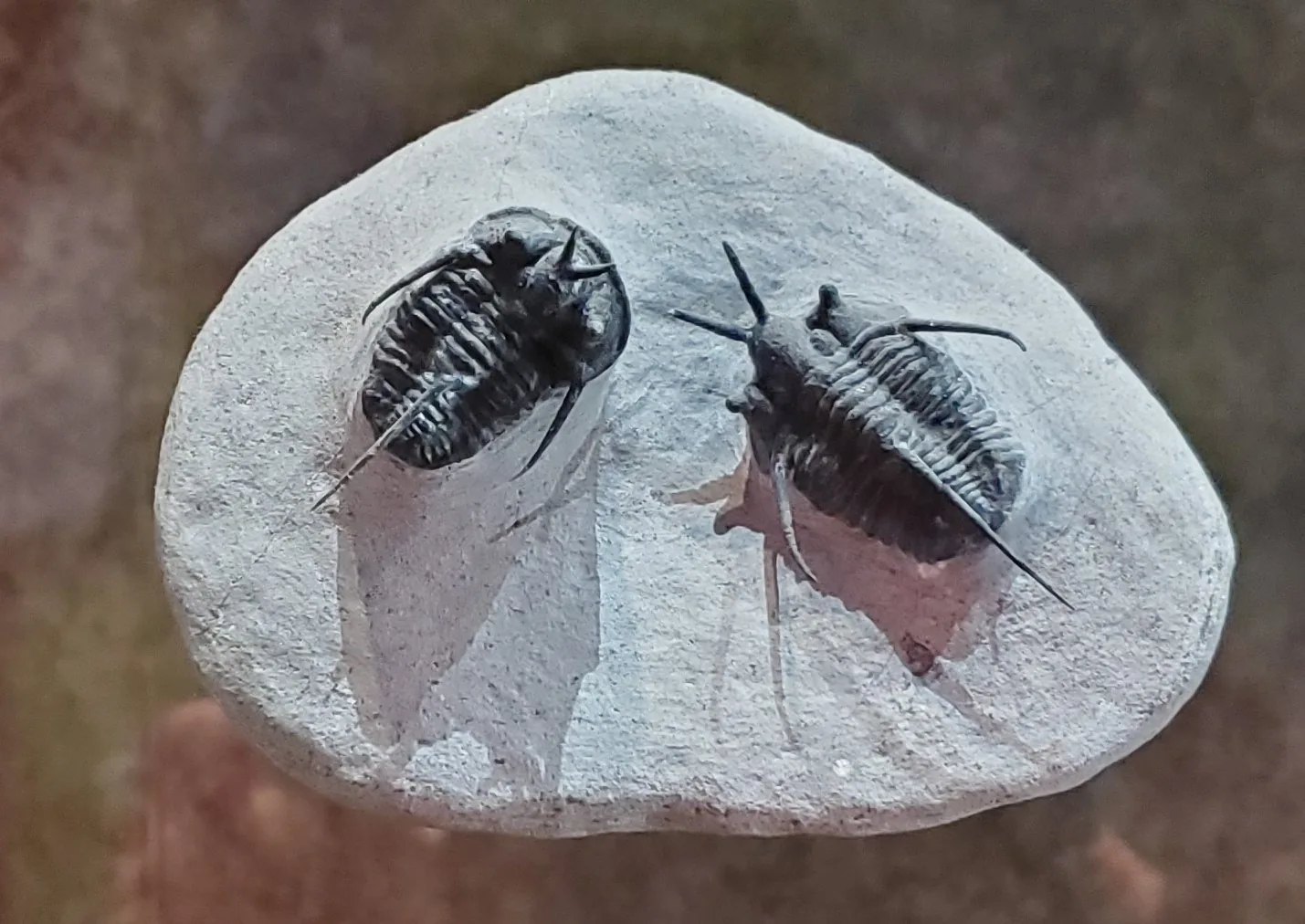 Tytéž dva kusy z devonu Maroka nafocené jiným autorem a z jiného úhlu jiné nasvícení trnů. Smithsonian.