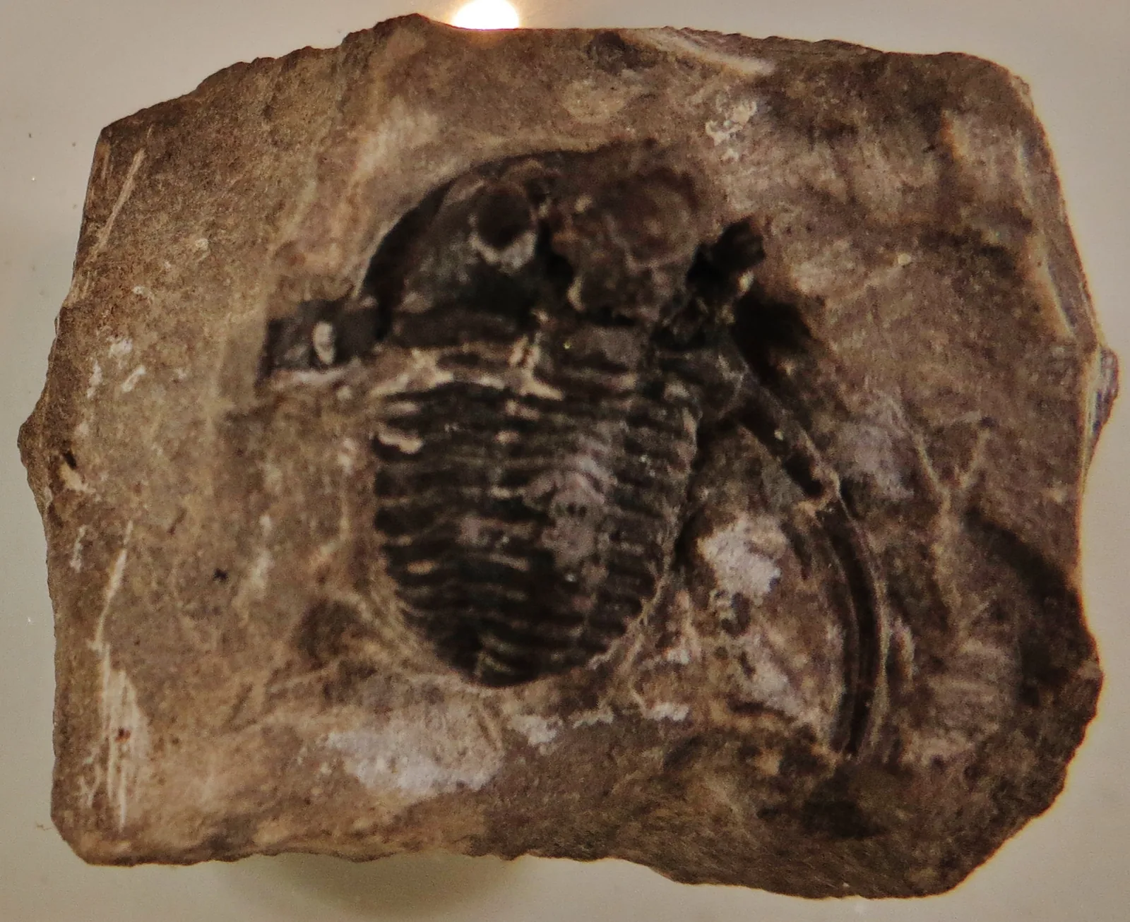 Tmavý jedinec v hnědé hornině, Naturalis Leiden. Jiná barevnost i typ horniny než marocké kusy.