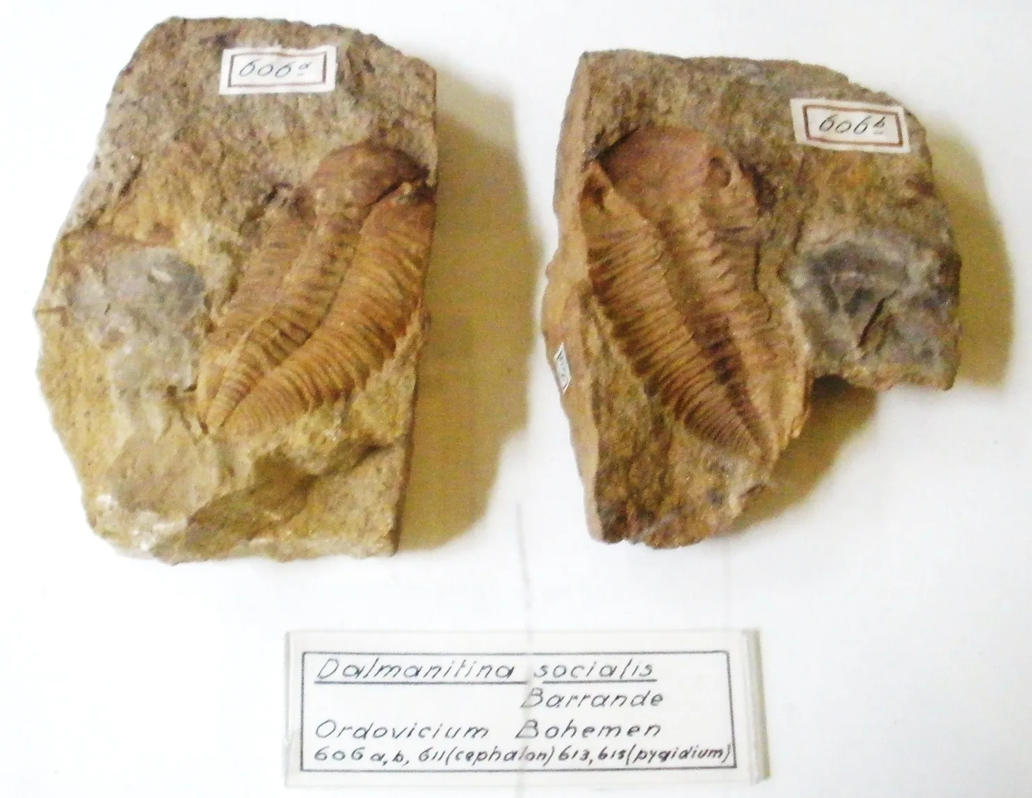 Dva kusy s ručně psaným štítkem „Dalmanitina socialis Barrande, Ordovicium Böhmen“ Teylers Museum. Doklad barrandienského materiálu v zahraniční sbírce.