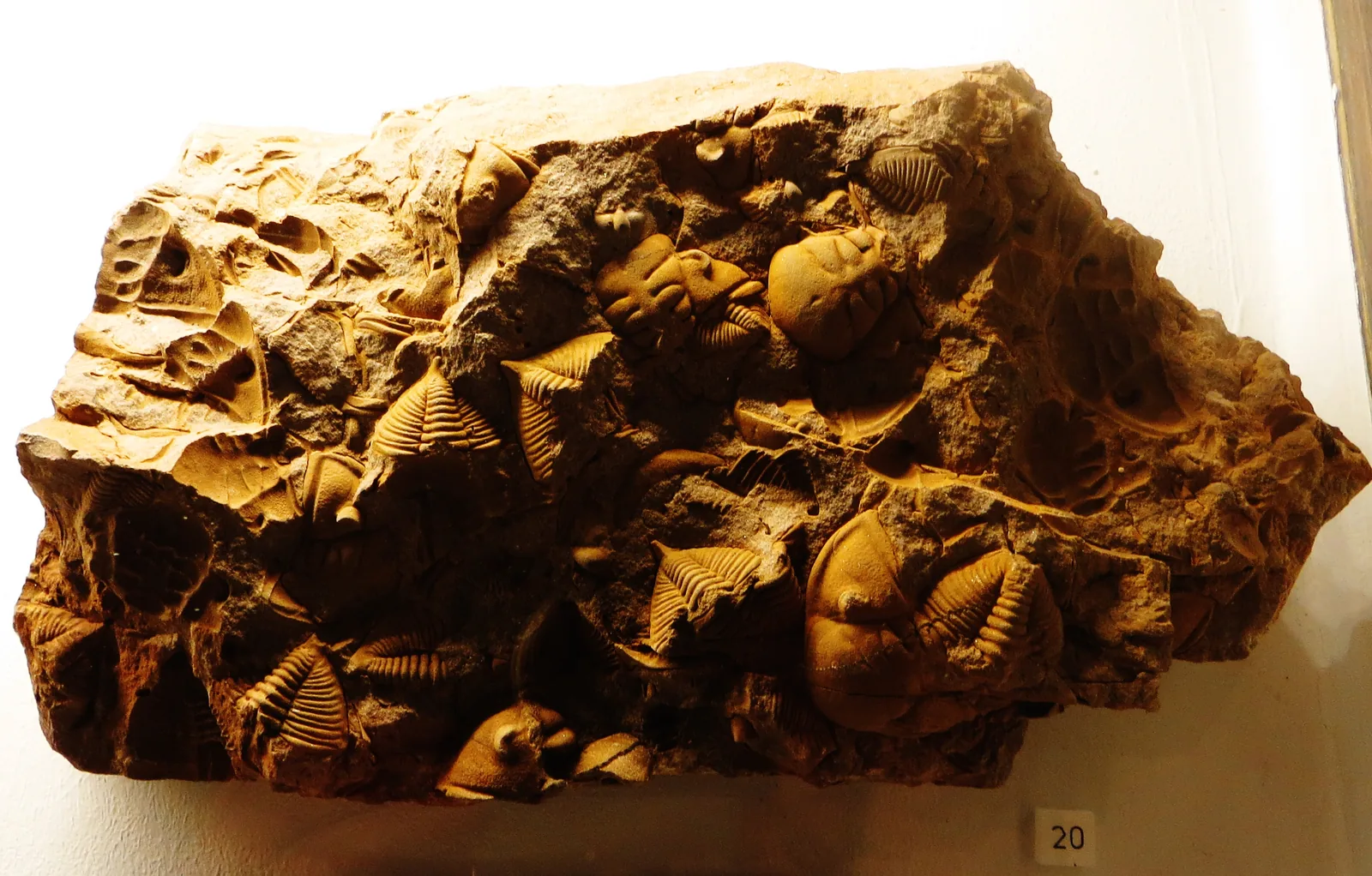 Deska nabitá desítkami jedinců (hromadný nález), Paleontologické muzeum v Tübingenu.