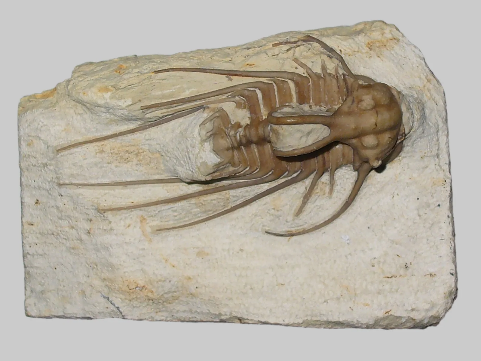 Vypreparovaný jedinec na bílé desce, čisté studiové nasvícení, Staatliches Museum für Naturkunde Karlsruhe. Trny odstávají od podkladu.
