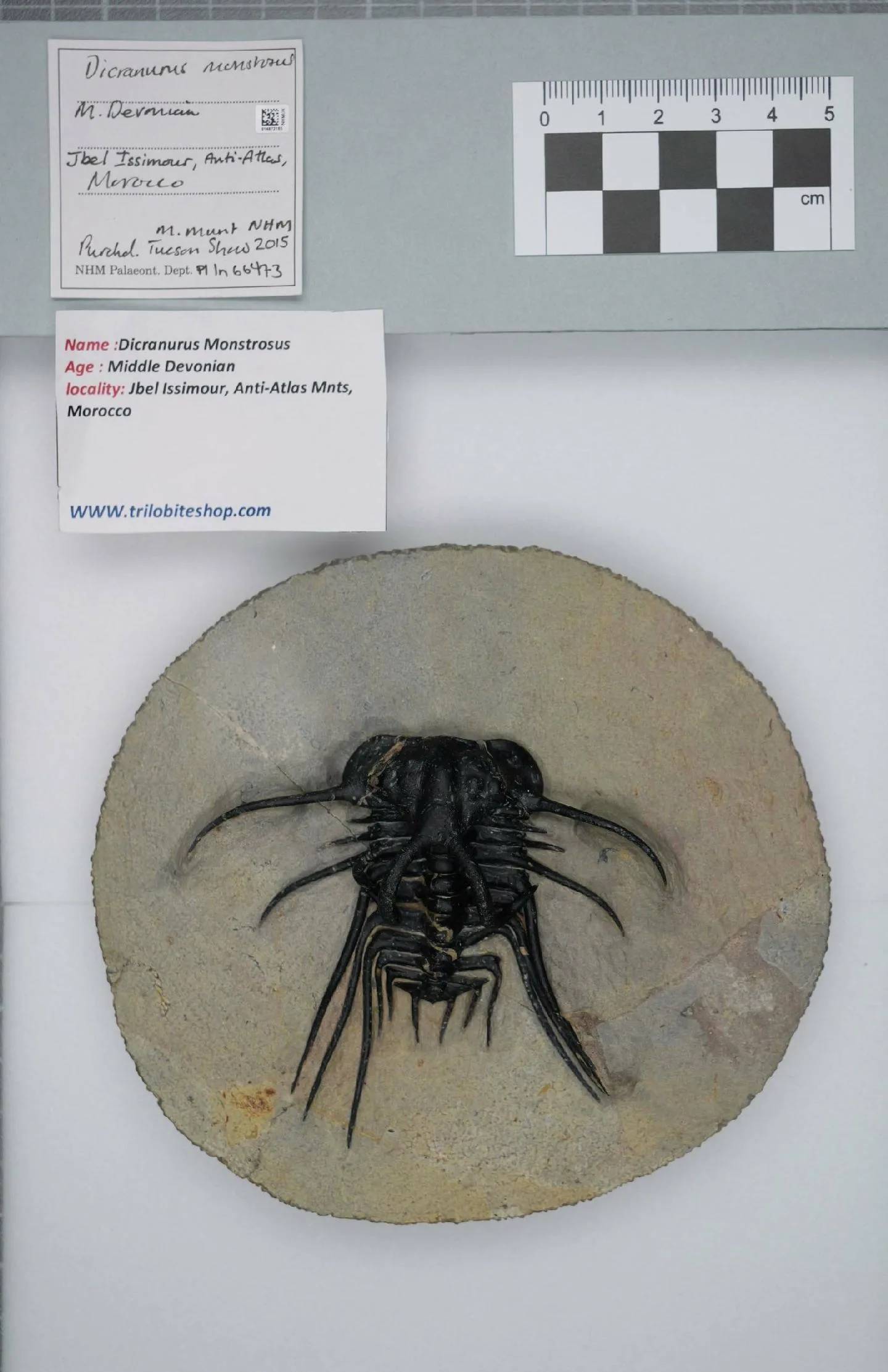 Dicranurus monstrosus na kulaté desce z Maroka; z týlního článku vybíhá dvojice stočených rohů a po stranách těla dlouhé trny.