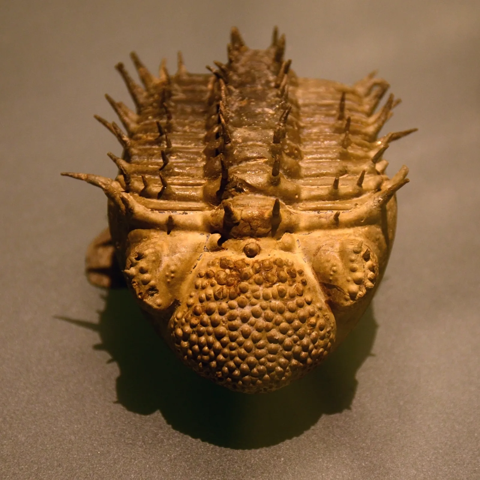 Drotops armatus vystavený v Musée des Confluences v Lyonu, čtvercový záběr na celou schránku.