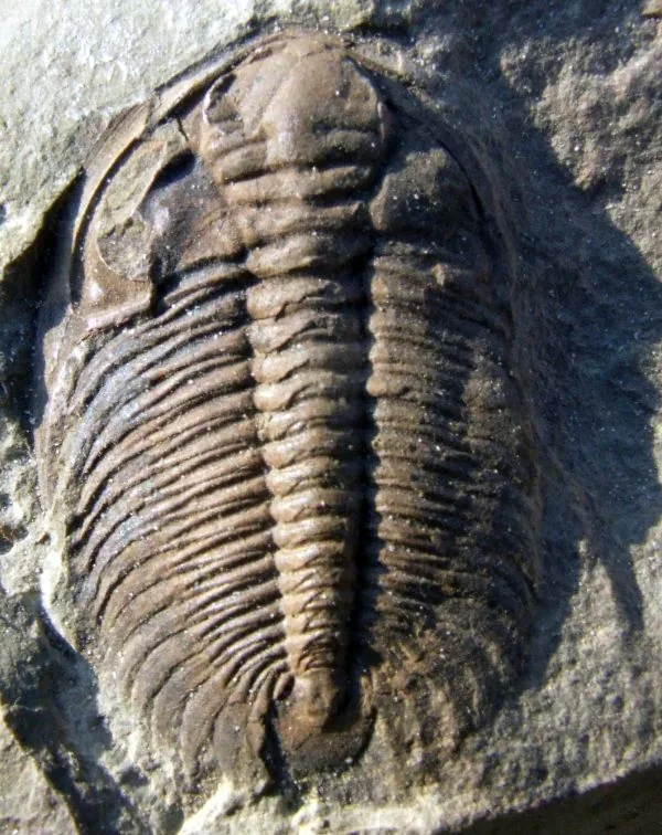 Kompletní Eccaparadoxides pusillus z Jinec shora zřetelná glabela, lícní ostny i členění hrudi. České naleziště.