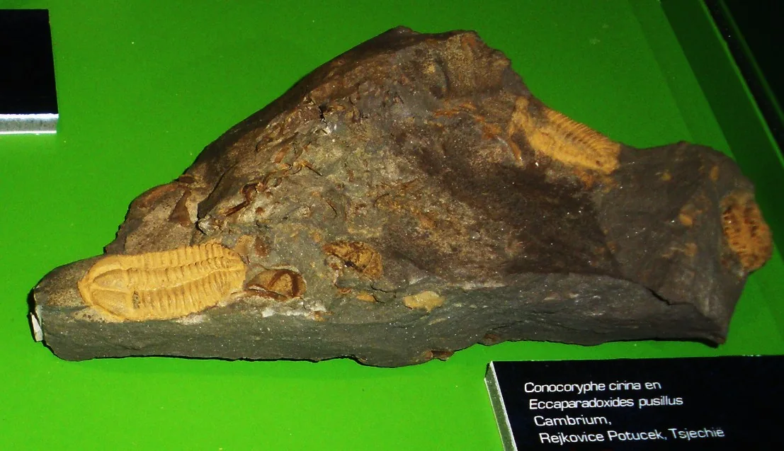 Deska s Conocoryphe a Eccaparadoxides pusillus vedle sebe (Natural History Museum Maastricht).