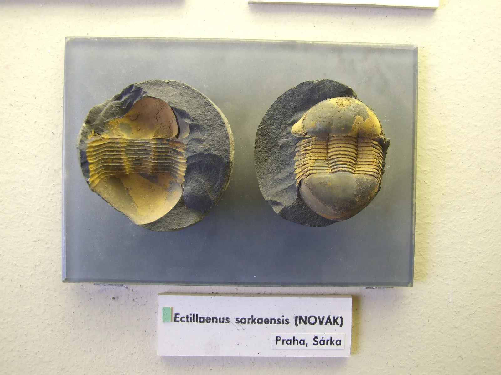 Dva jedinci Ectillaenus sarkaensis z pražské Šárky ve vitríně Národního muzea ukazují klenutý illaenidní tvar s velkým hladkým pygidiem.