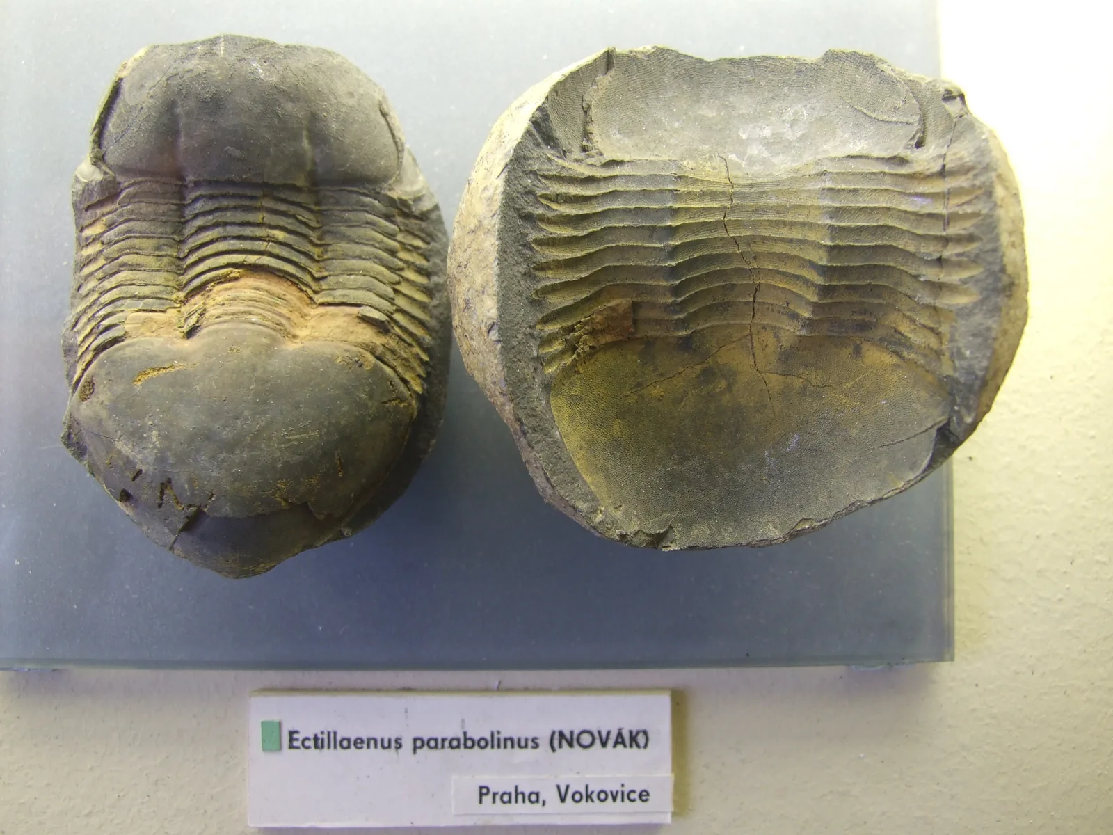Ectillaenus parabolinus z Prahy-Vokovic vedle sebe pozitiv a protilehlý otisk (negativ) téhož jedince, Národní muzeum.
