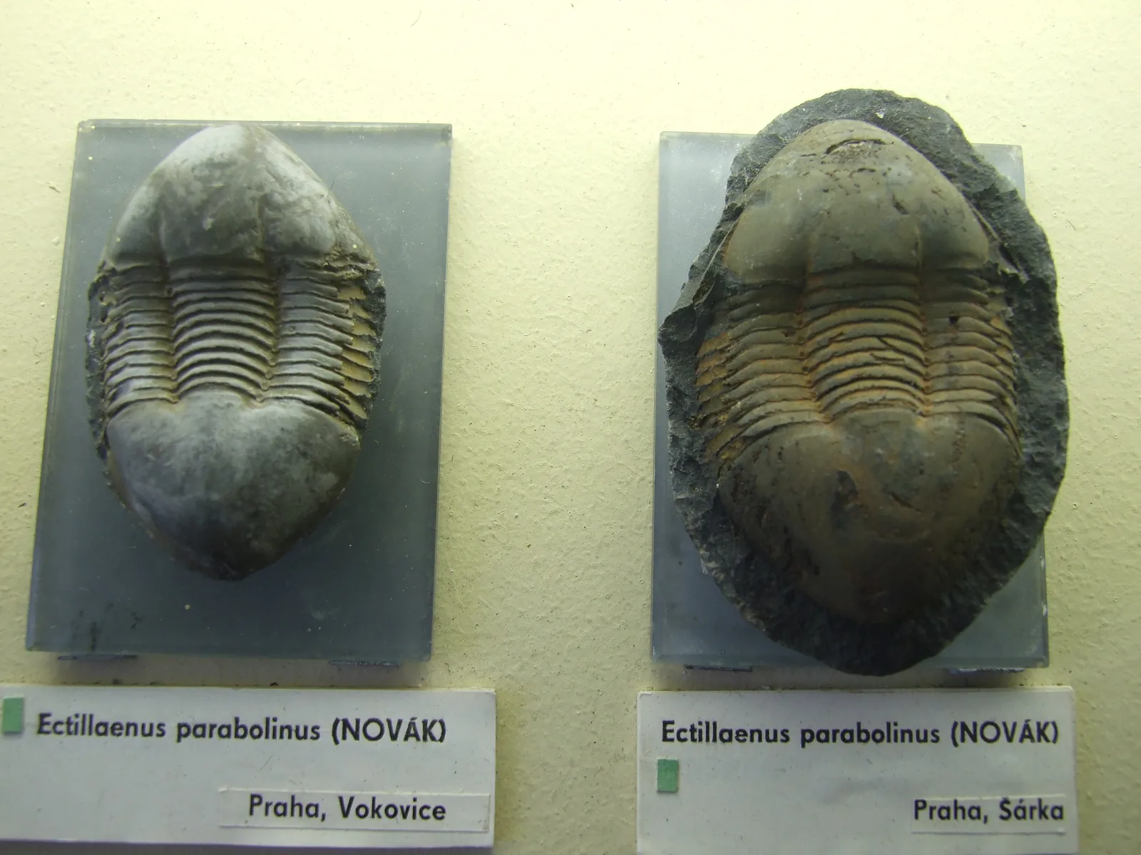 Další dvojice Ectillaenus parabolinus na paleontologické expozici Národního muzea v Praze.