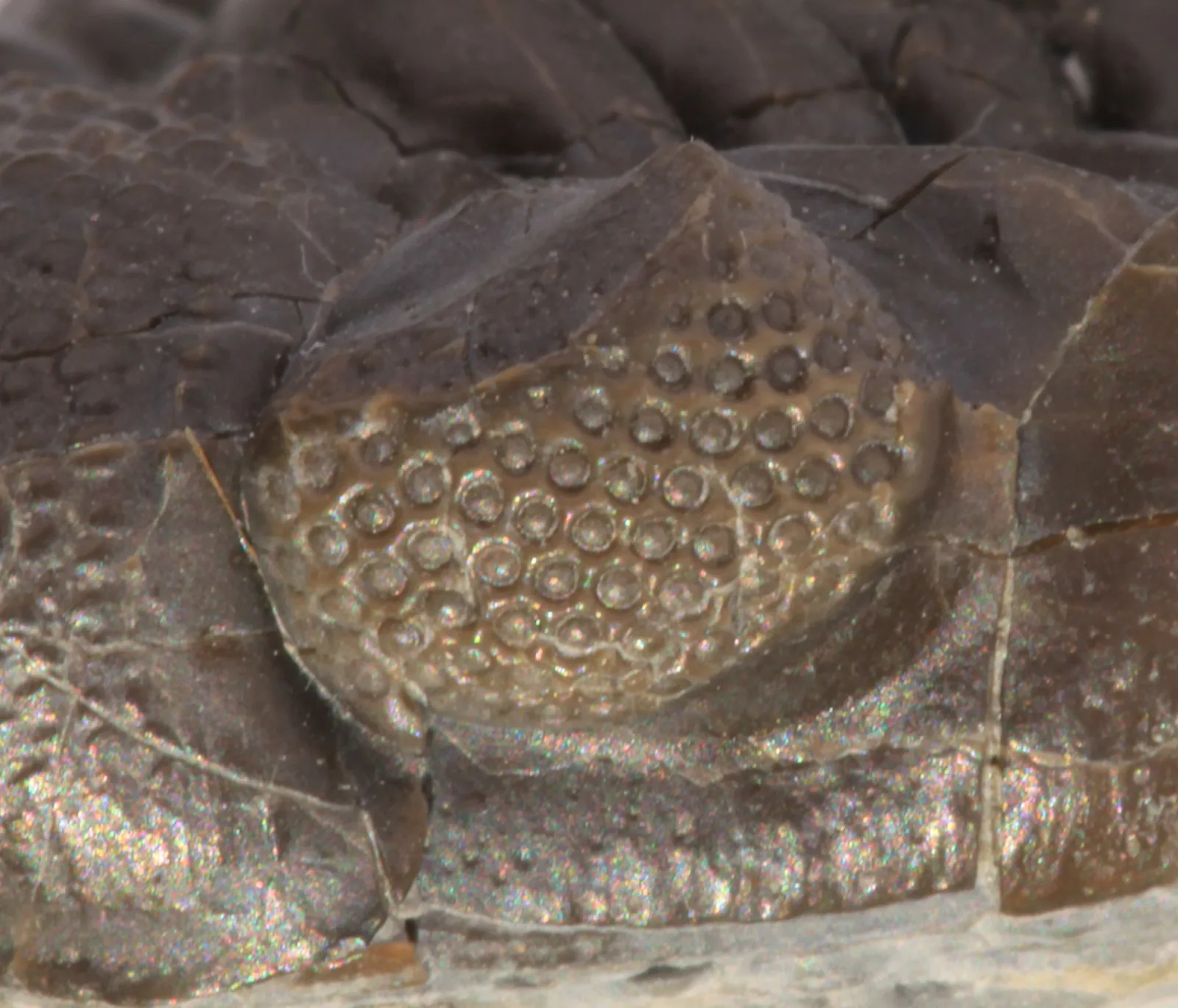 Makro schizochroálního oka Eldredgeops rana crassituberculata (Silica Shale, Ohio) jednotlivé velké čočky oddělené sklerálním pouzdrem. Ideální ke kapitole o očích.