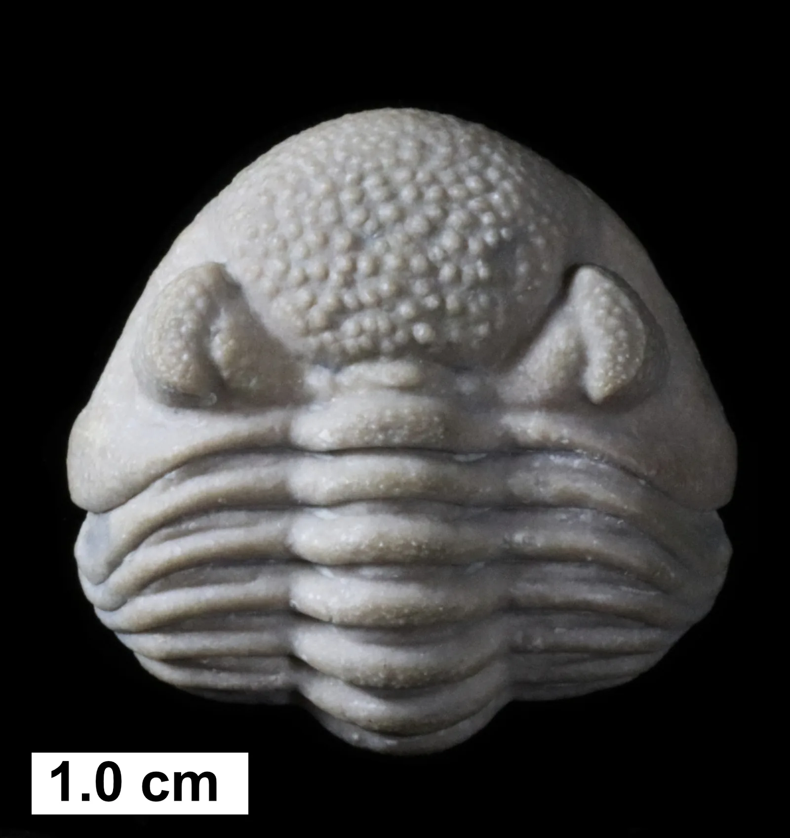 Hlavový štít Eldredgeops norwoodensis (Milwaukee Formation, Wisconsin) zepředu s měřítkem zřetelná bublinovitá glabela a obě oči.