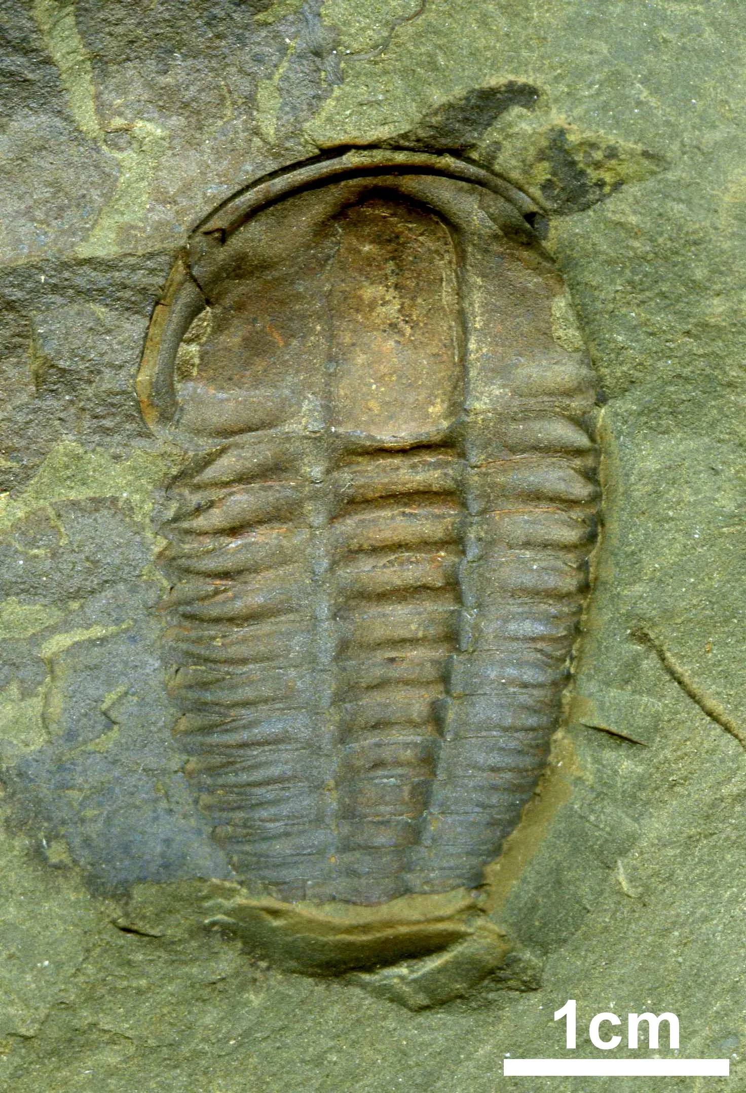Jeden kompletní jedinec Ellipsocephalus hoffi z Jinec s měřítkem 1 cm ostře patrná glabela, hrudní segmenty i drobné pygidium.