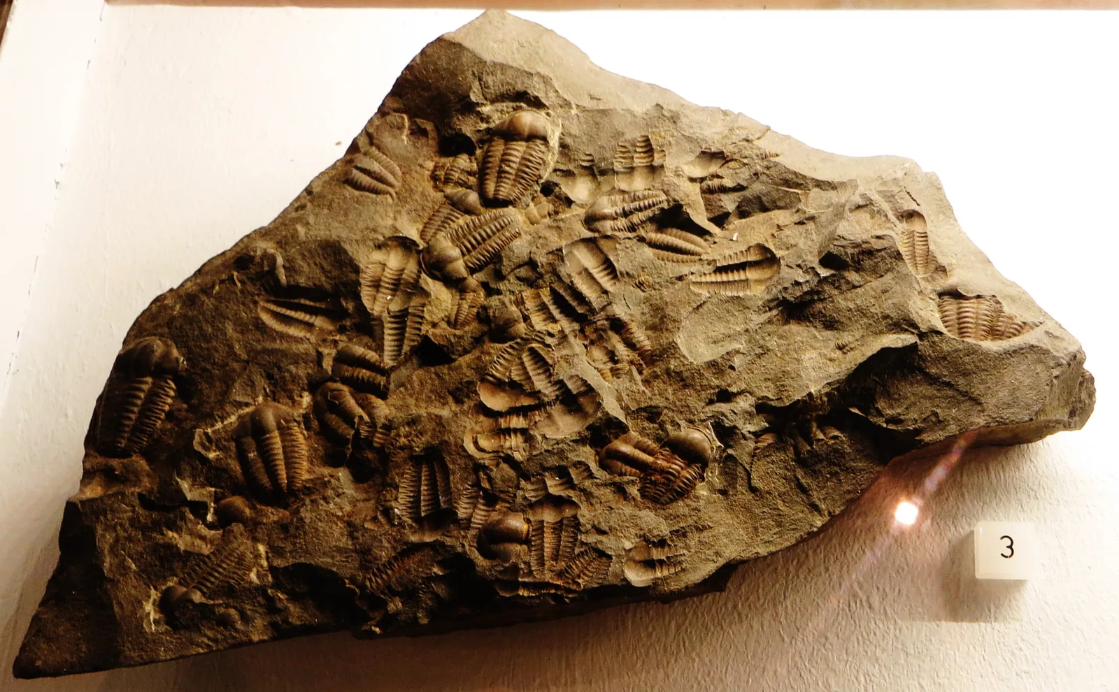 Deska s Ellipsocephalus hoffi ve sbírce Paleontologického muzea v Tübingenu.