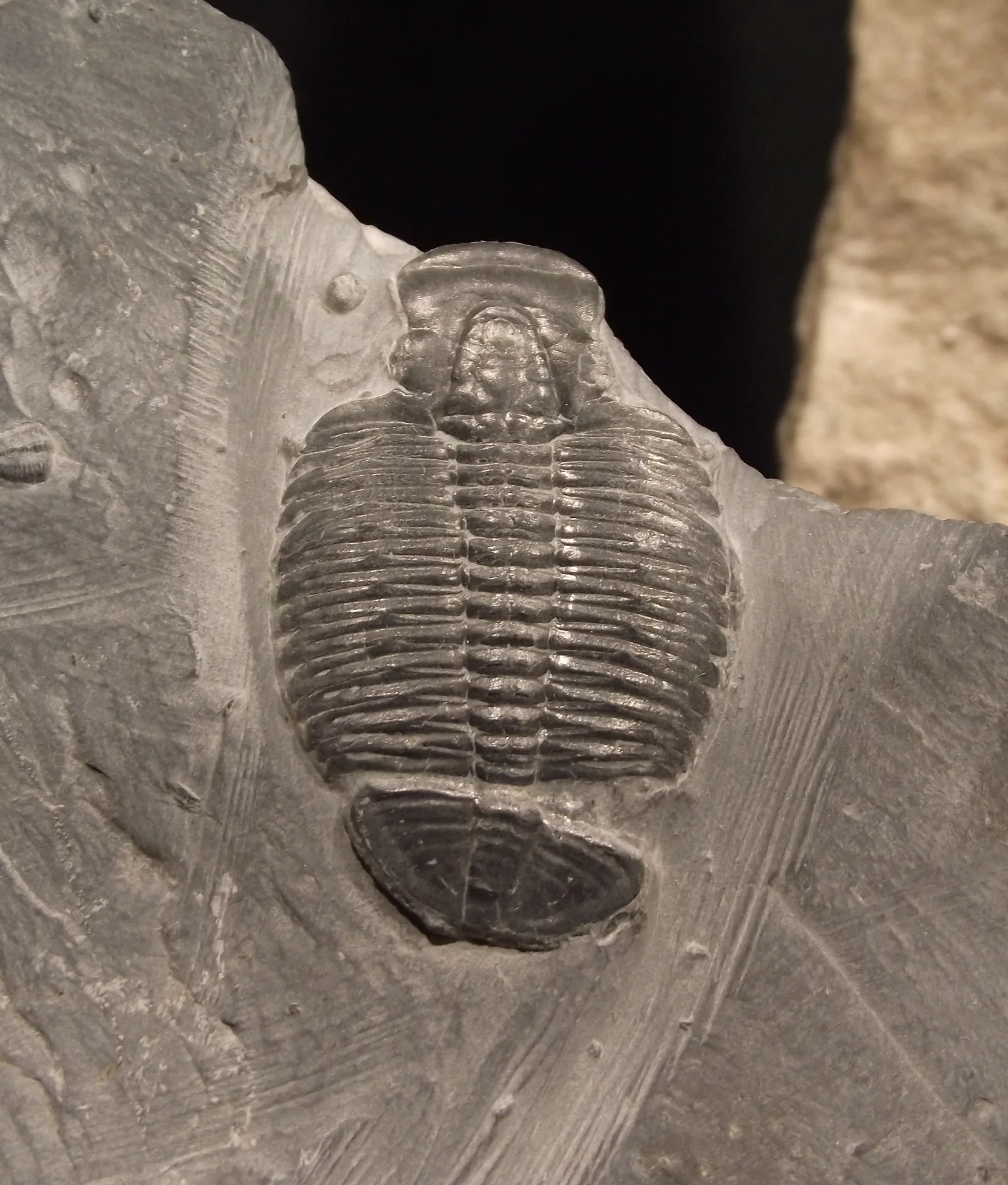 Kompletní Elrathia kingii z Wheeler Shale (House Range, Utah) shora zřetelná úzká glabela, oči, 13 hrudních segmentů a půlkruhové pygidium.