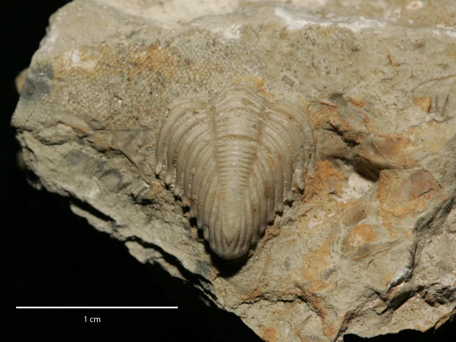 Ostře nasvícené pygidium Encrinurus seebachi ve svrchnoordovickém vápenci rakverského stupně (Estonsko) ukazuje typicky protáhlé, silně článkované ocasní štítky rodu.